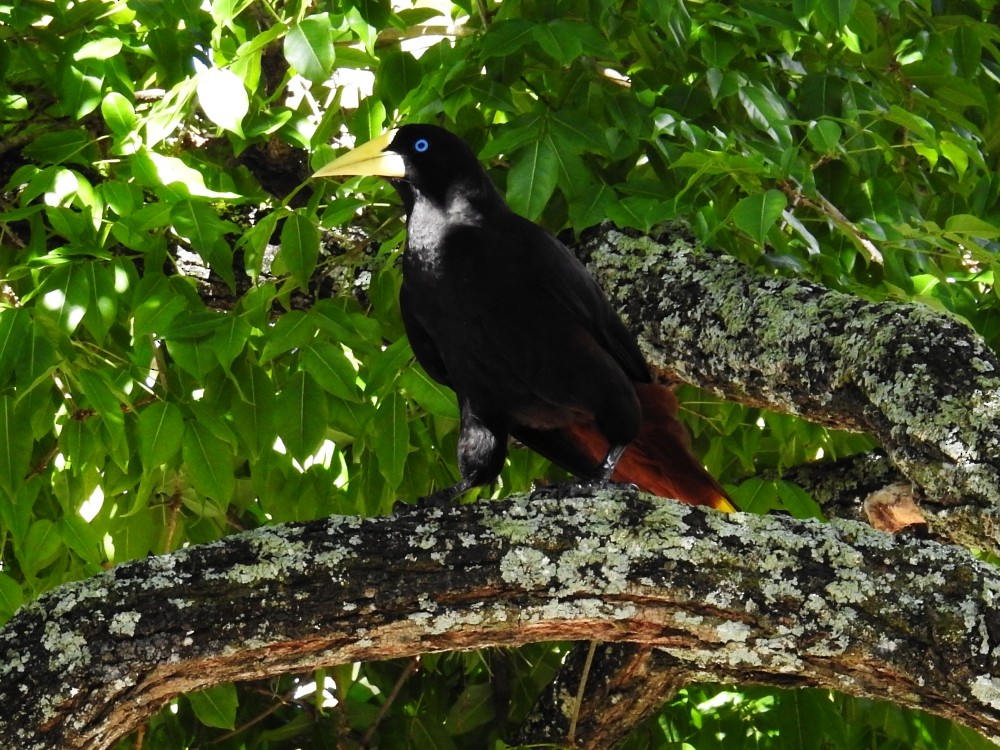 Crested Oropendola - ML297959521