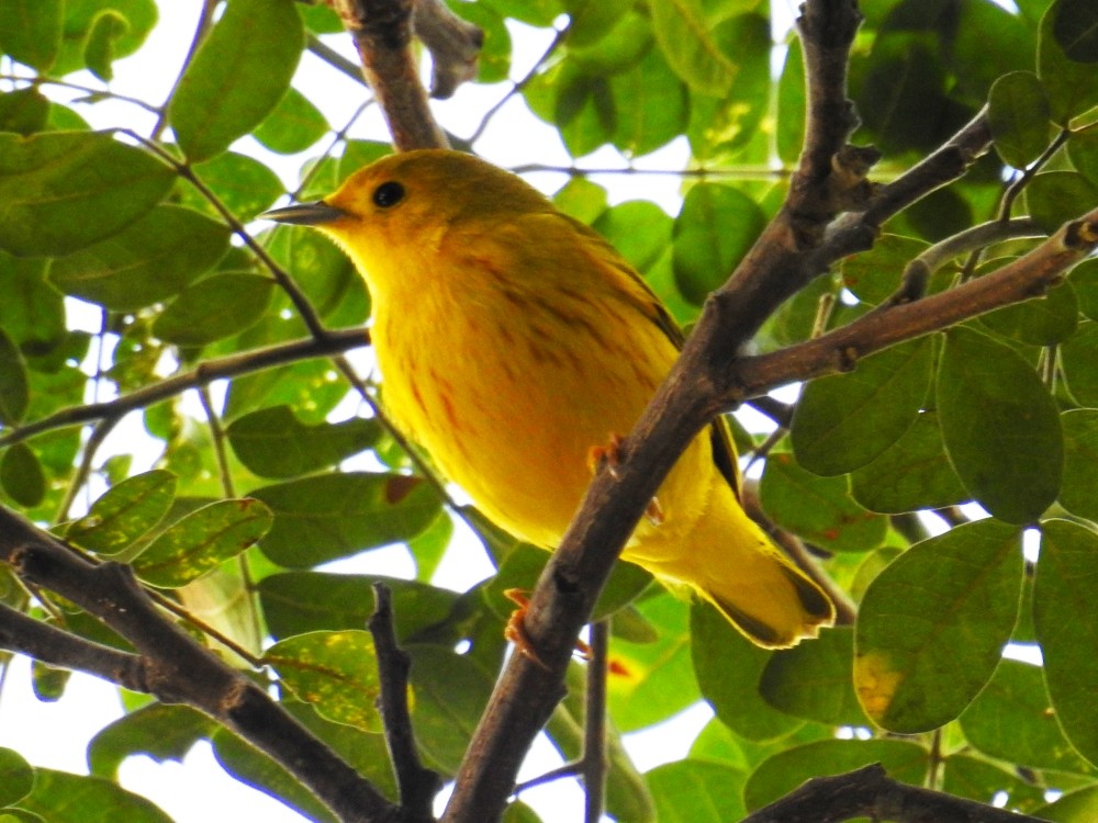 Yellow Warbler - ML297959771