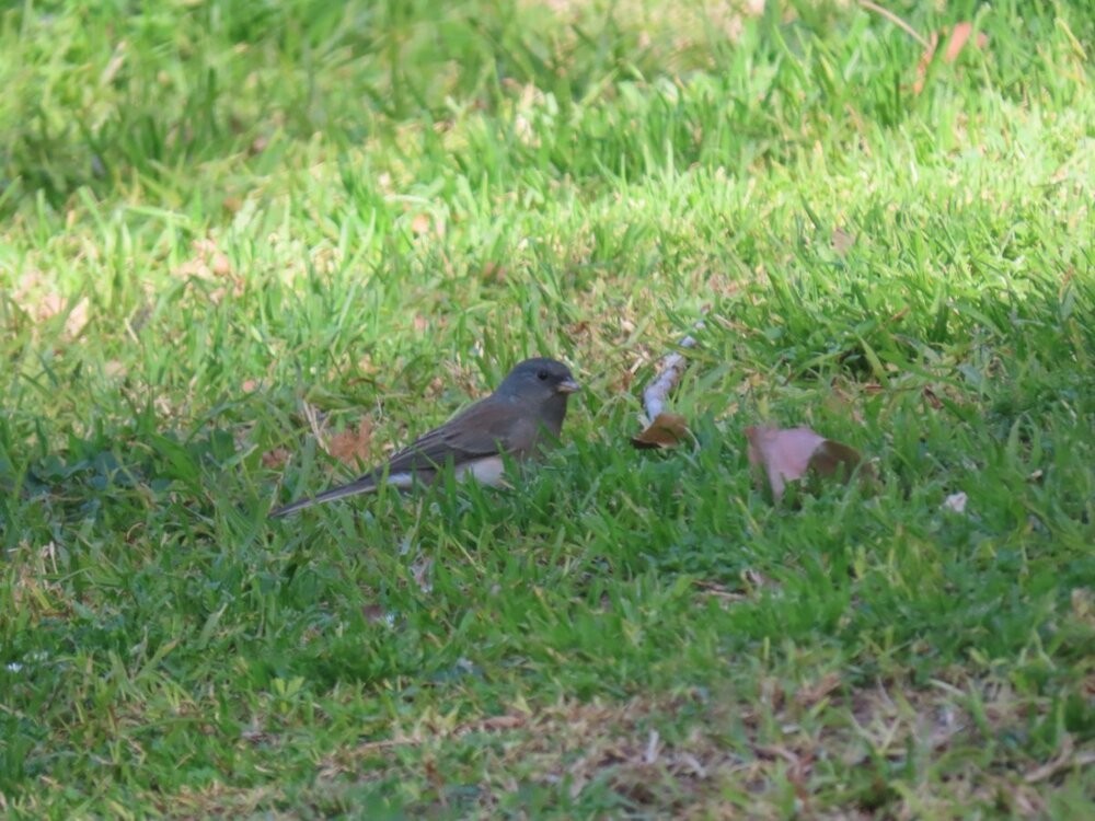 Dark-eyed Junco (Slate-colored/cismontanus) - ML297959991
