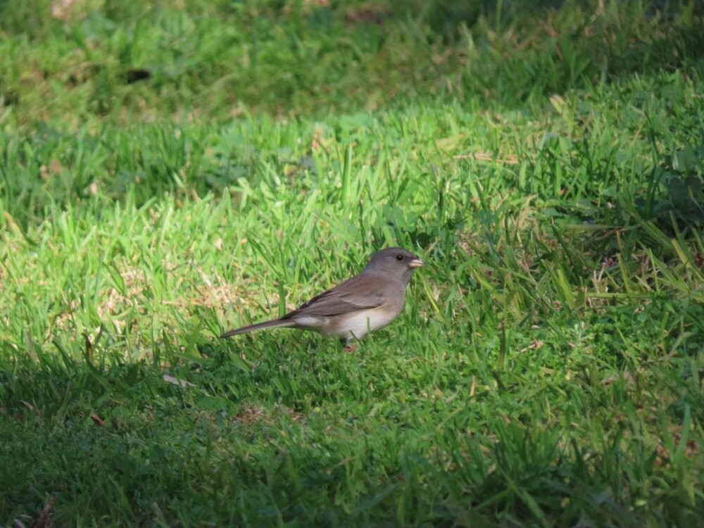 Dark-eyed Junco (Slate-colored/cismontanus) - ML297960001