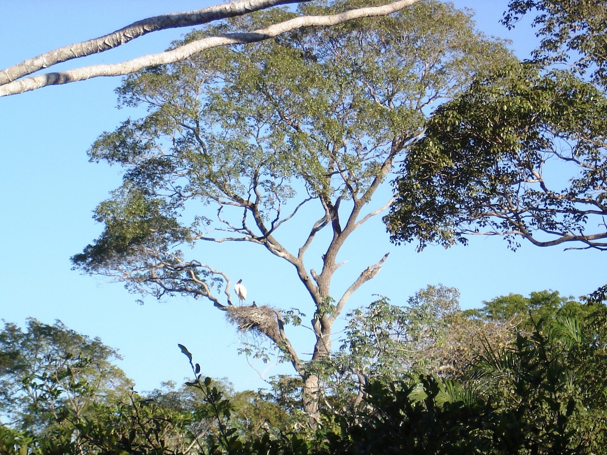 Jabiru d'Amérique - ML297961111