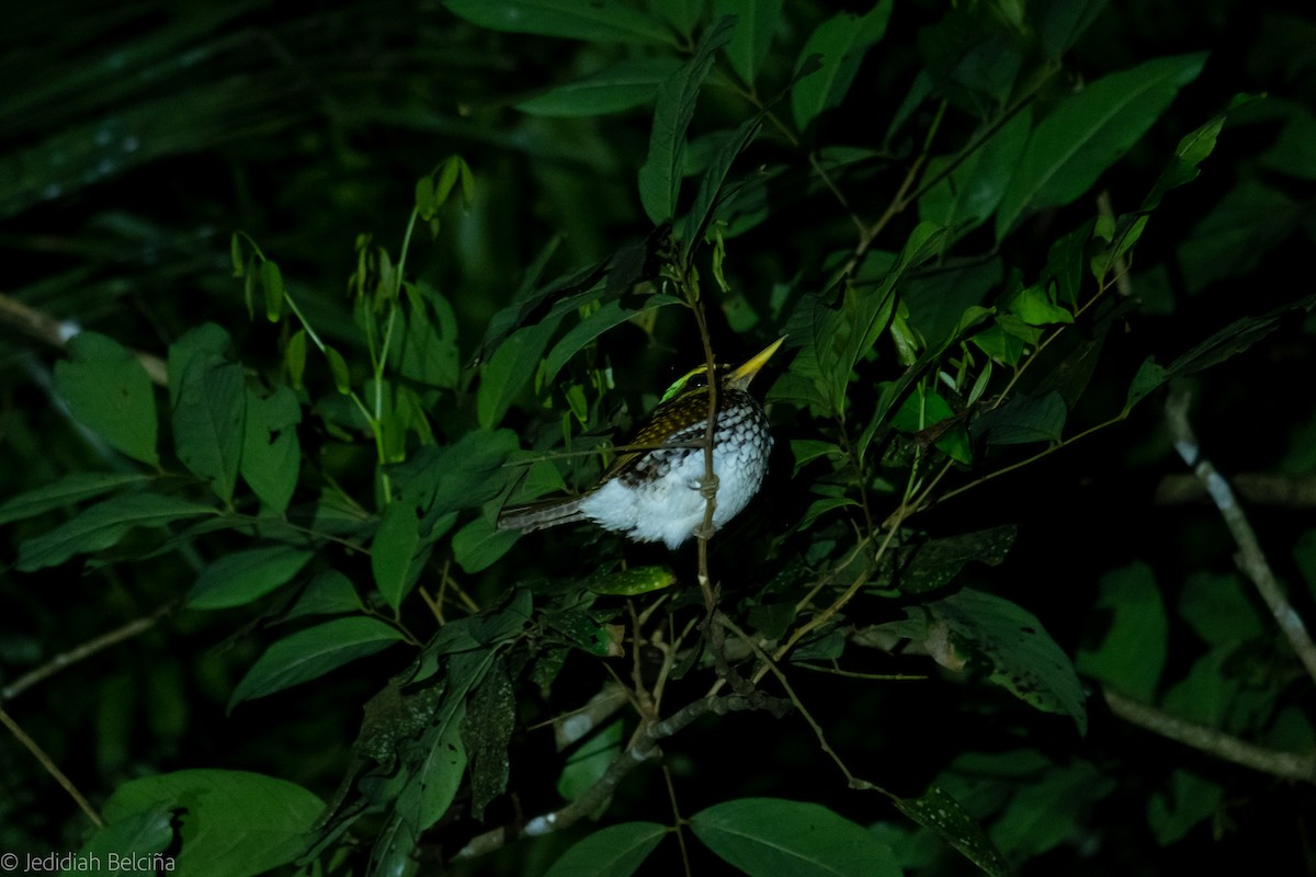 Пестрогрудый зимородок - ML297962091