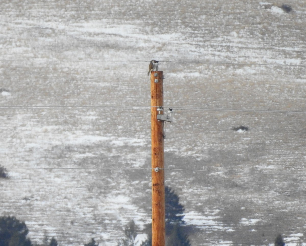 Prairie Falcon - ML297962281