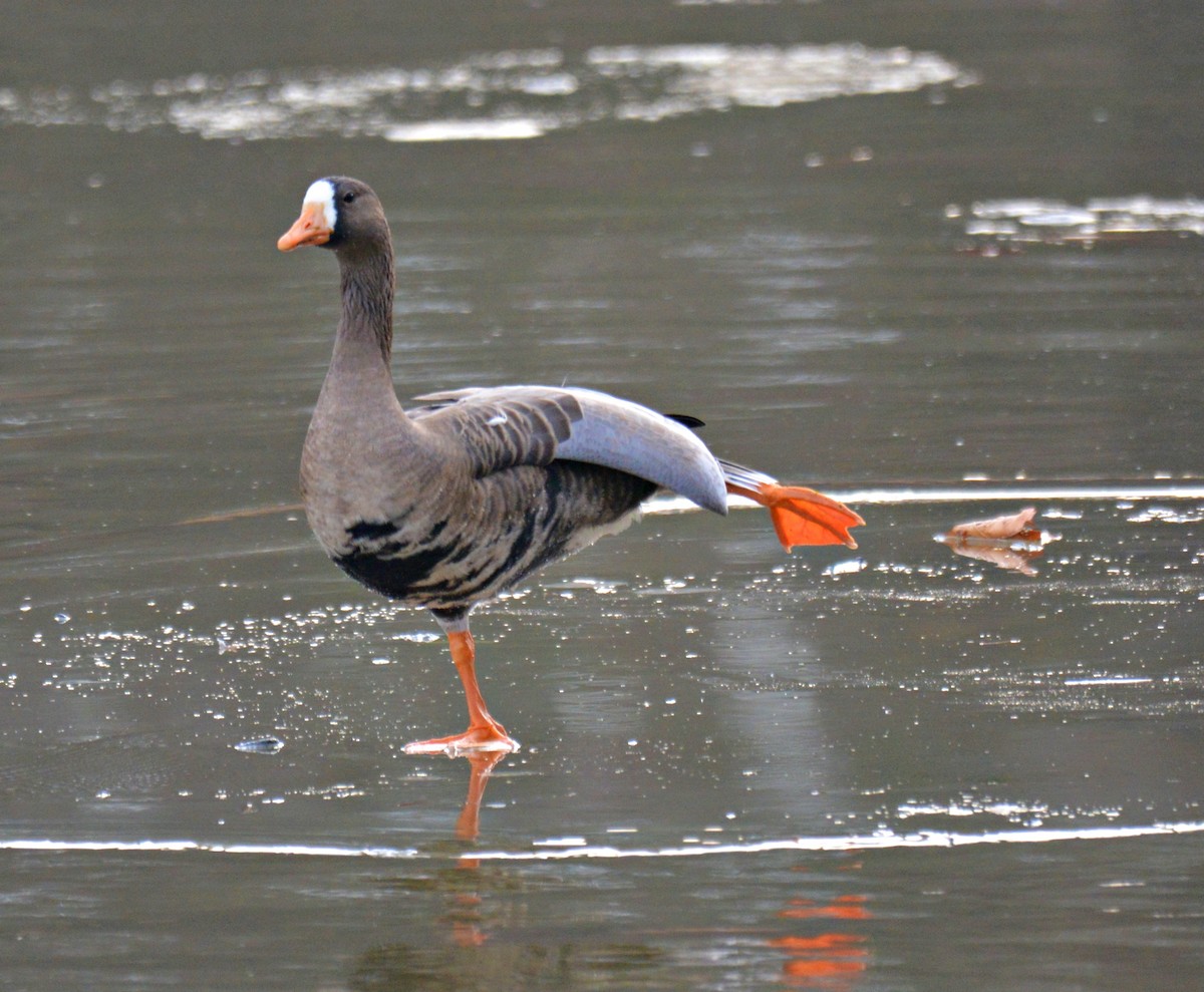 Greater White-fronted Goose - Joel & Paula Farwell
