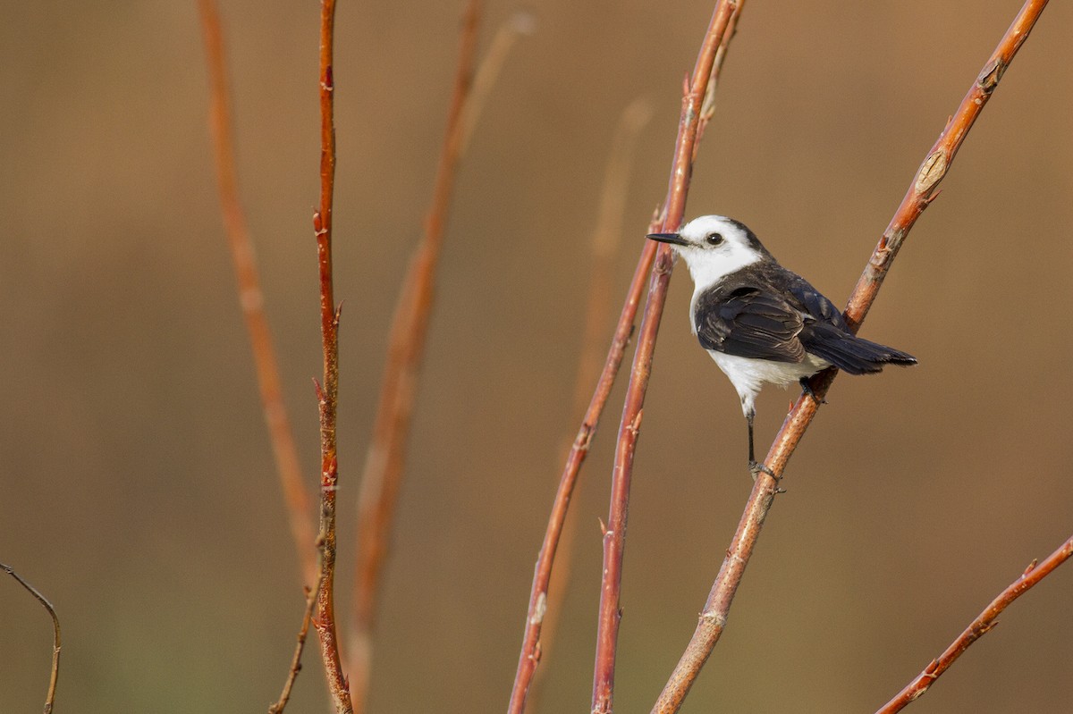 Black-backed Water-Tyrant - ML297963701