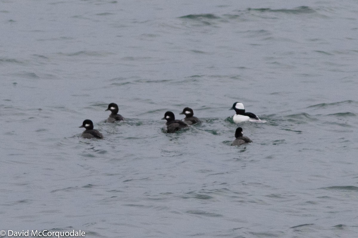 Bufflehead - ML297963821