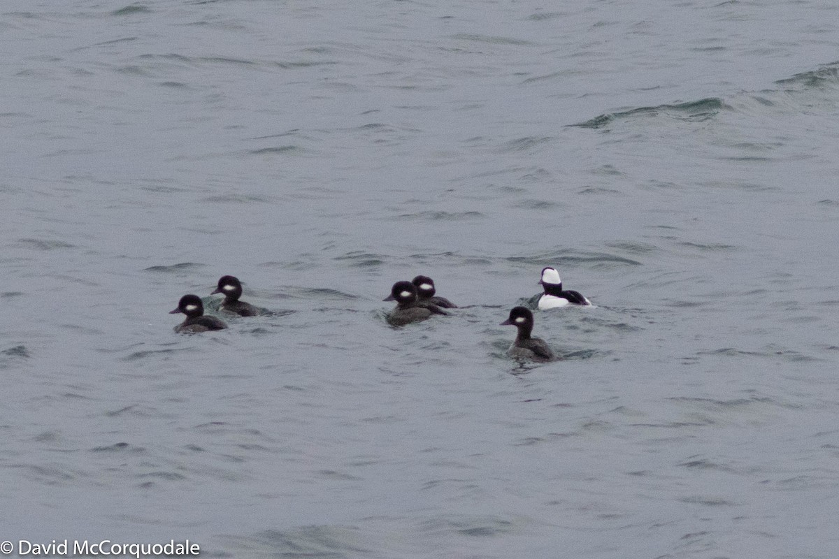 Bufflehead - ML297963831