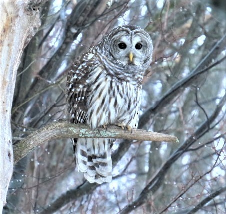 Barred Owl - ML297964411