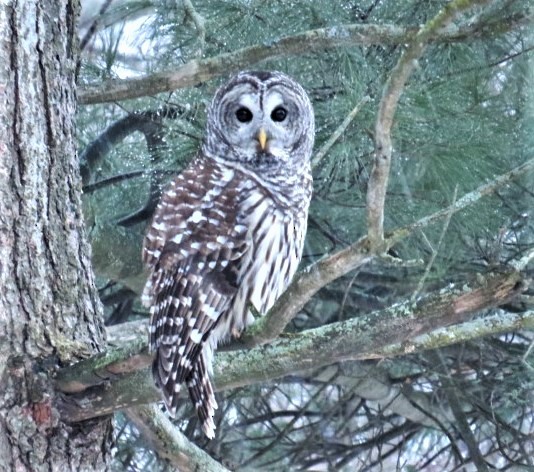 Barred Owl - pamela hoyland