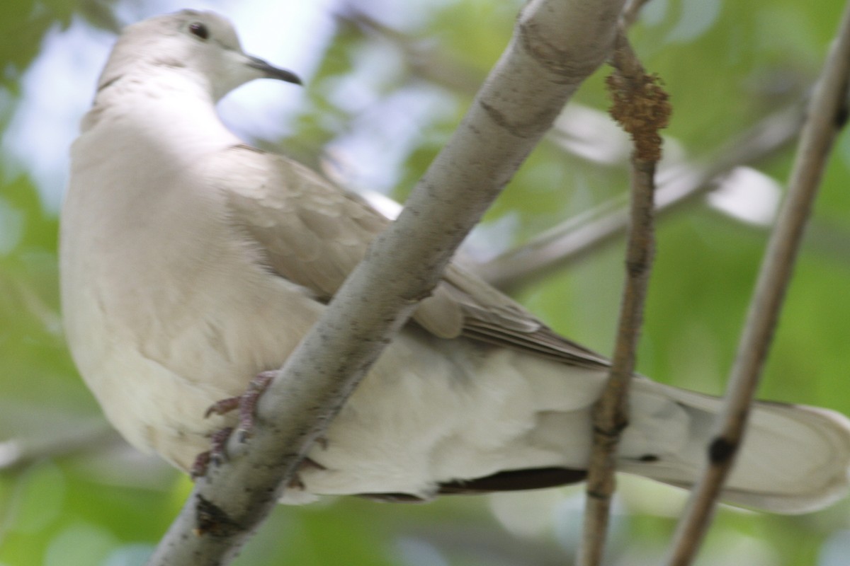 African Collared-Dove - Daniel Melchert