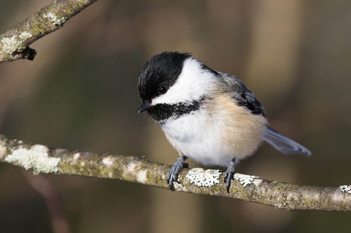 Black-capped Chickadee - ML297965281