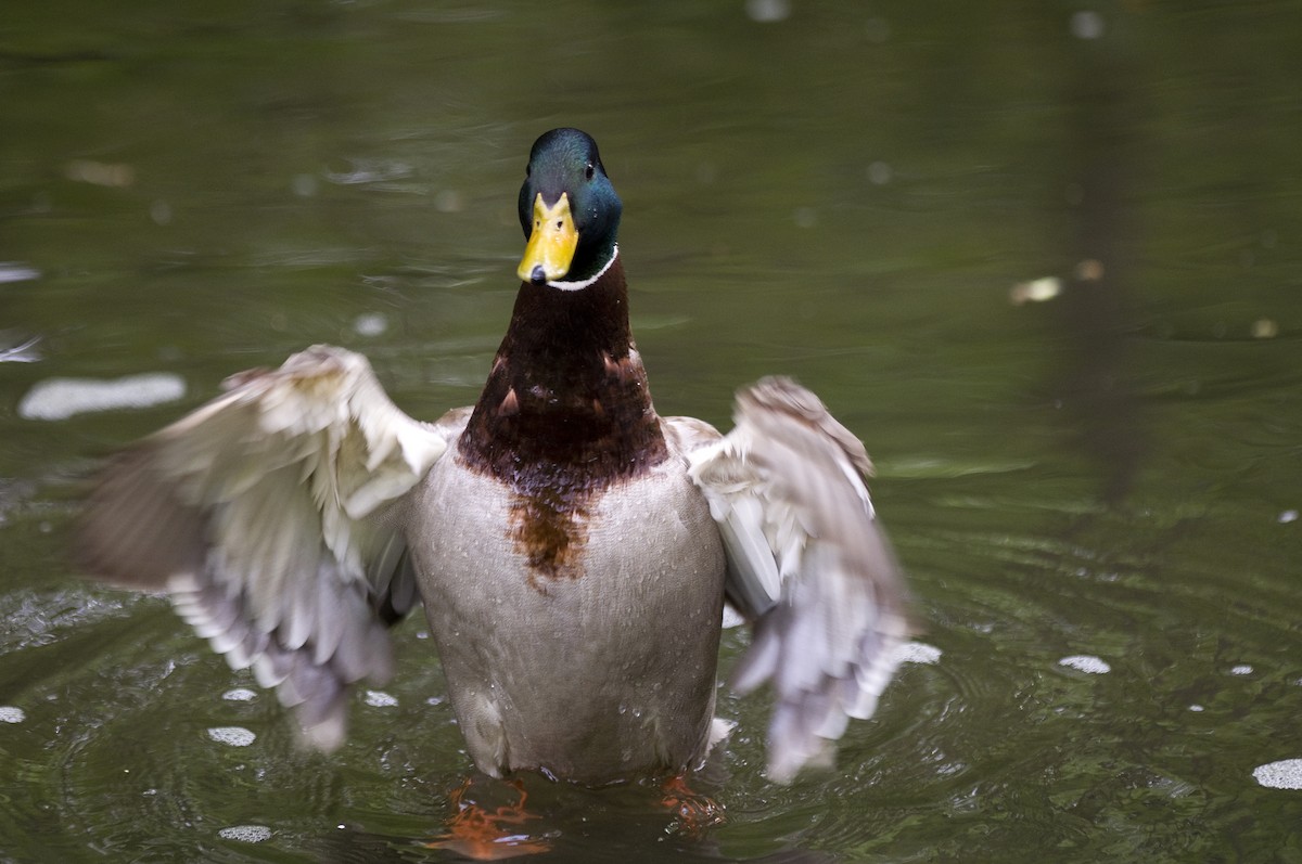 Mallard - terence zahner