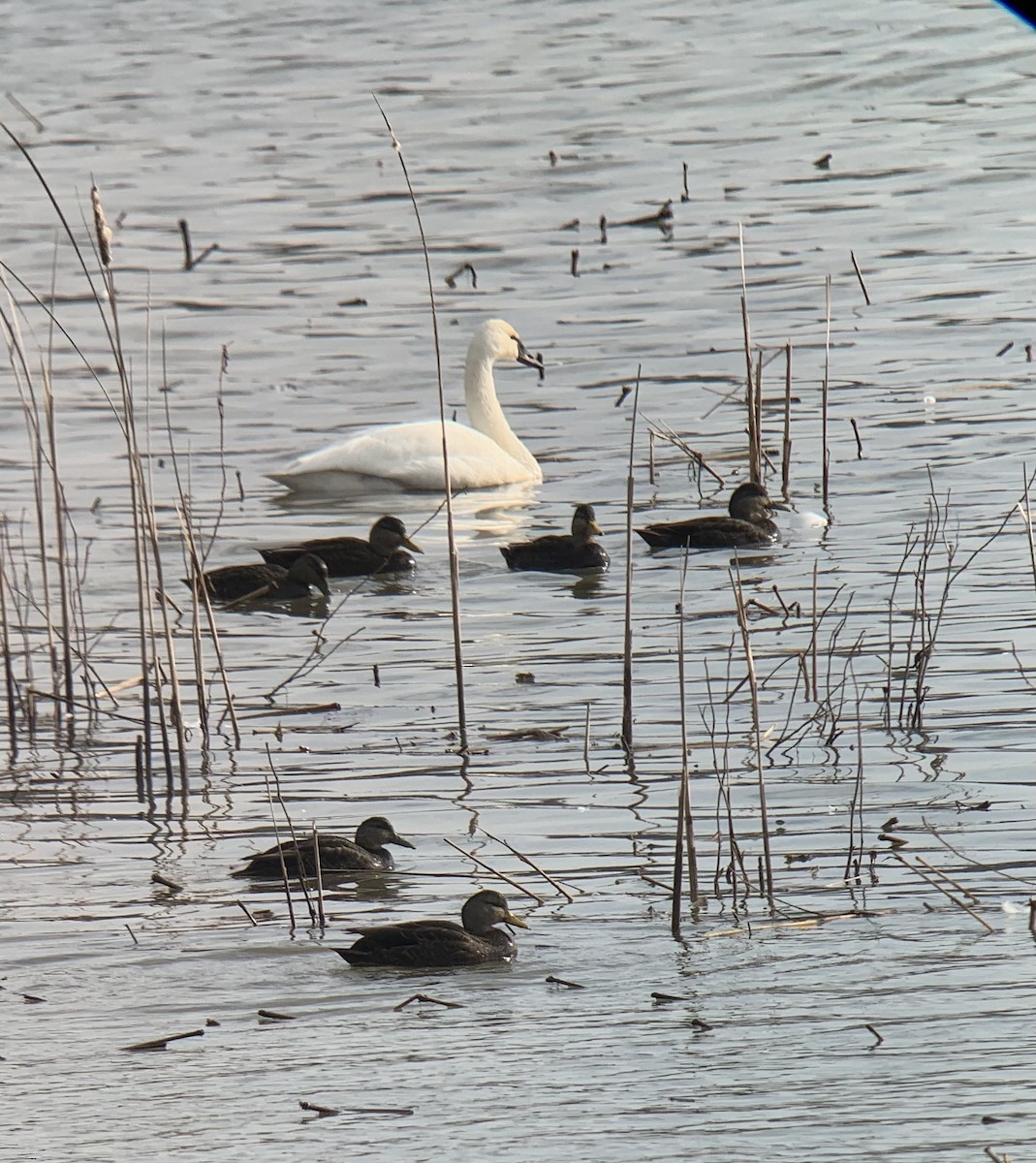 Tundra Swan - ML297968311