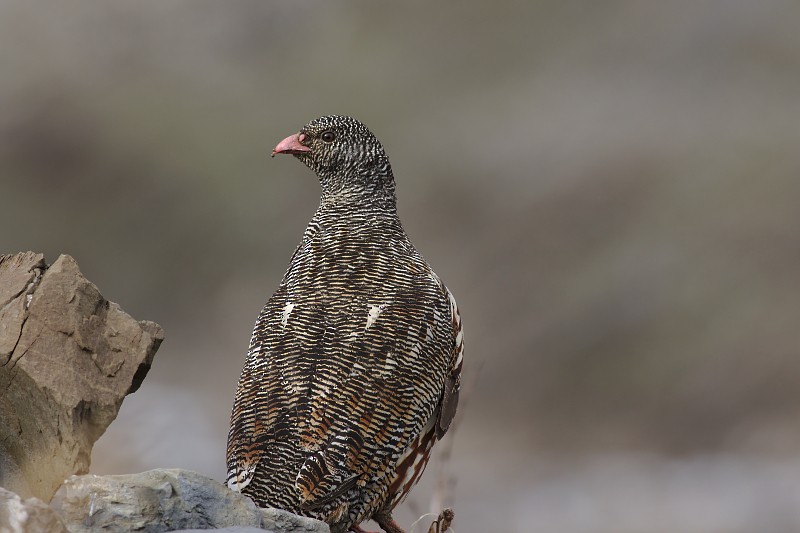 Snow Partridge - ML29796881