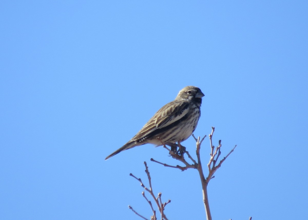 Lark Bunting - Ben Sampson