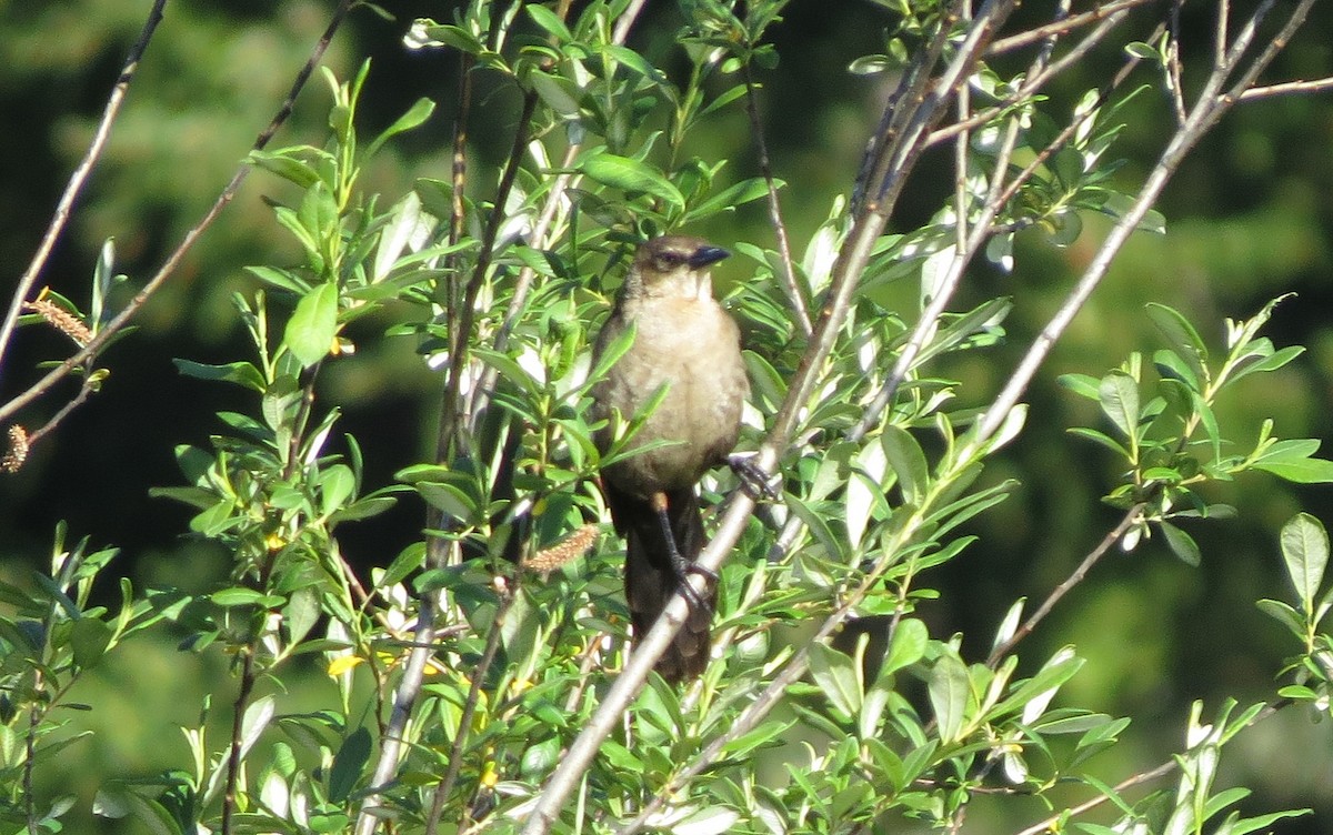 Great-tailed Grackle - ML29797011