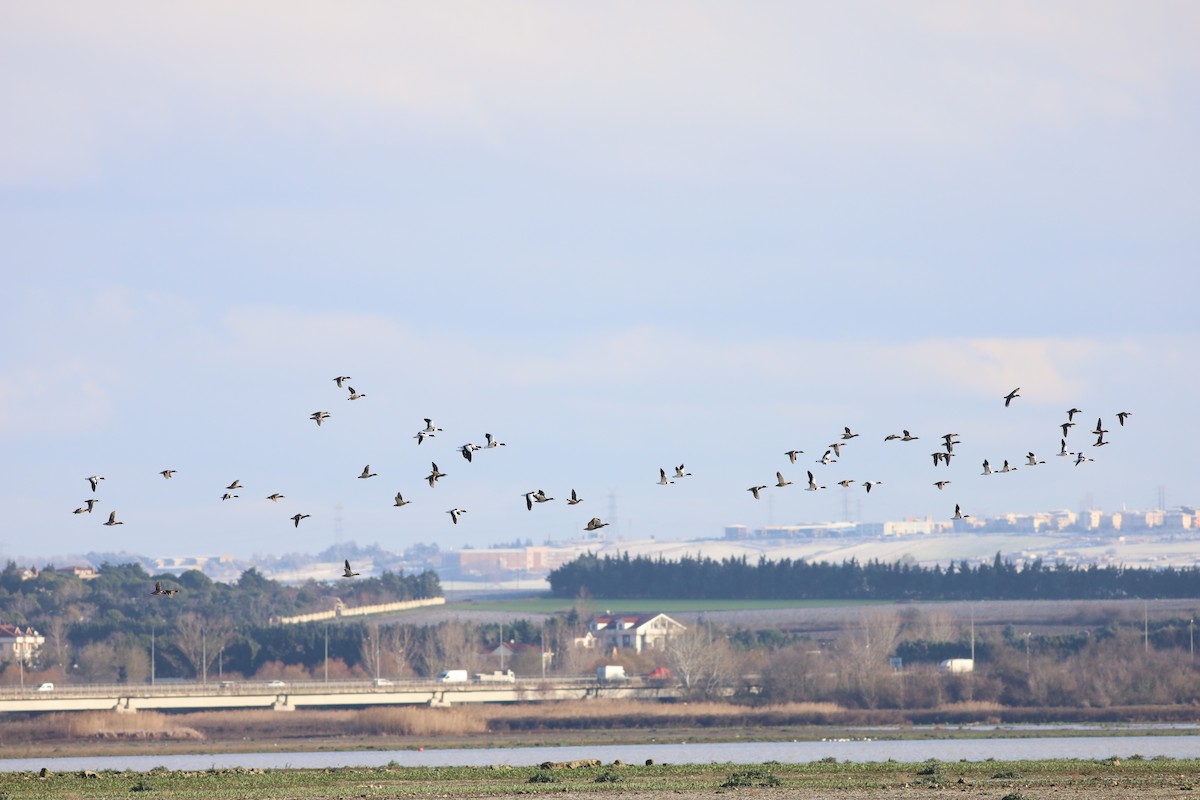 Common Shelduck - ML297970311