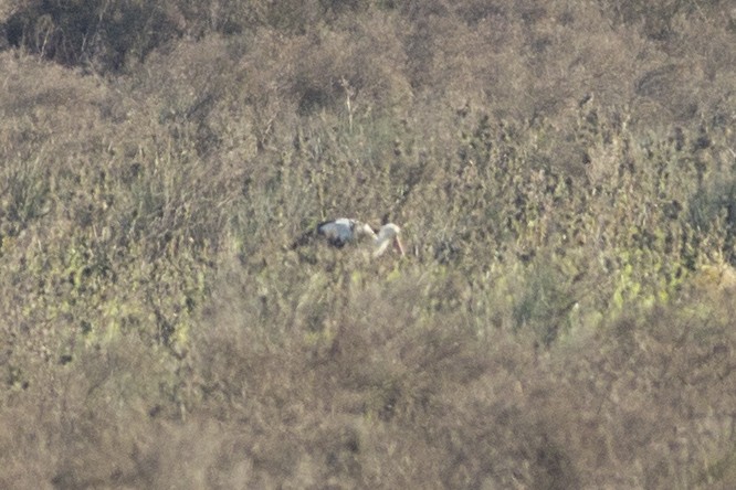 White Stork - ML297970451