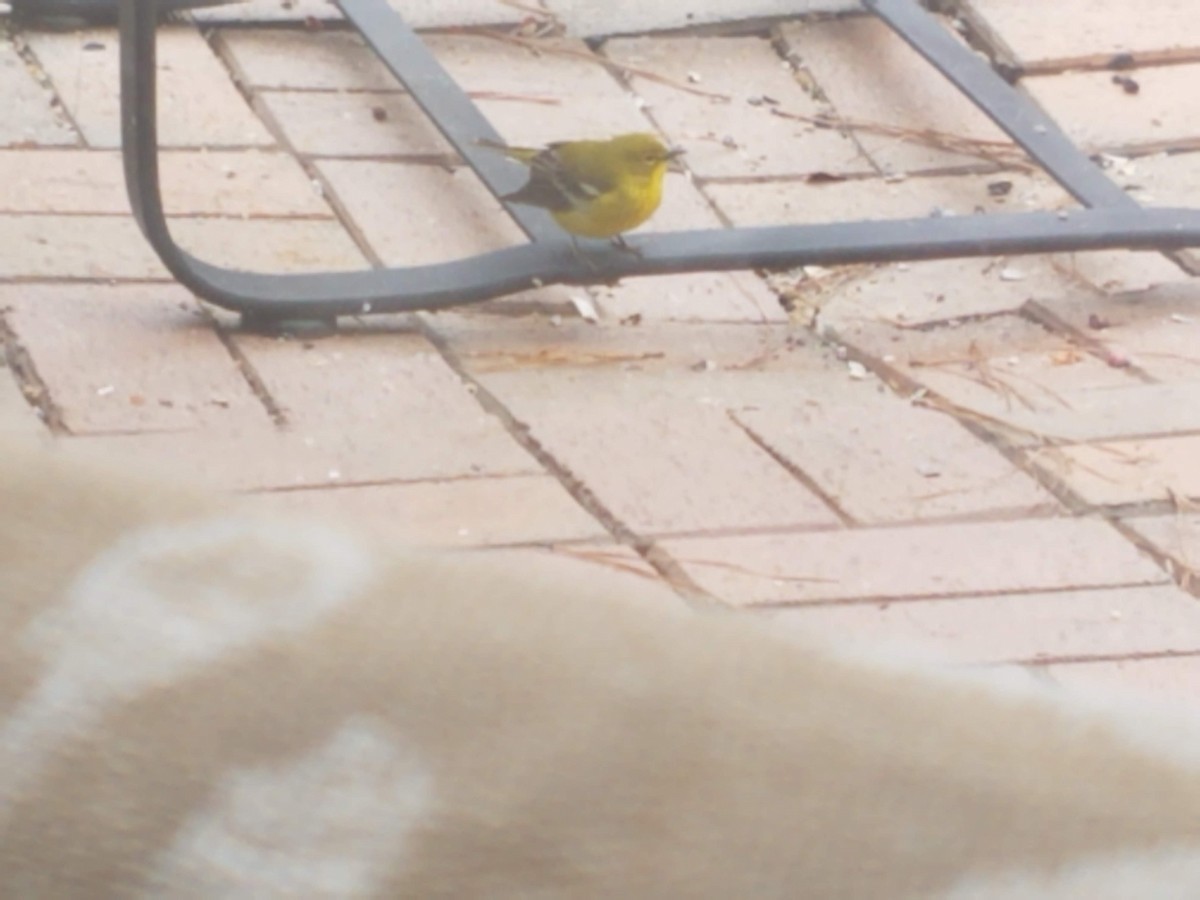 Pine Warbler - ML297970761
