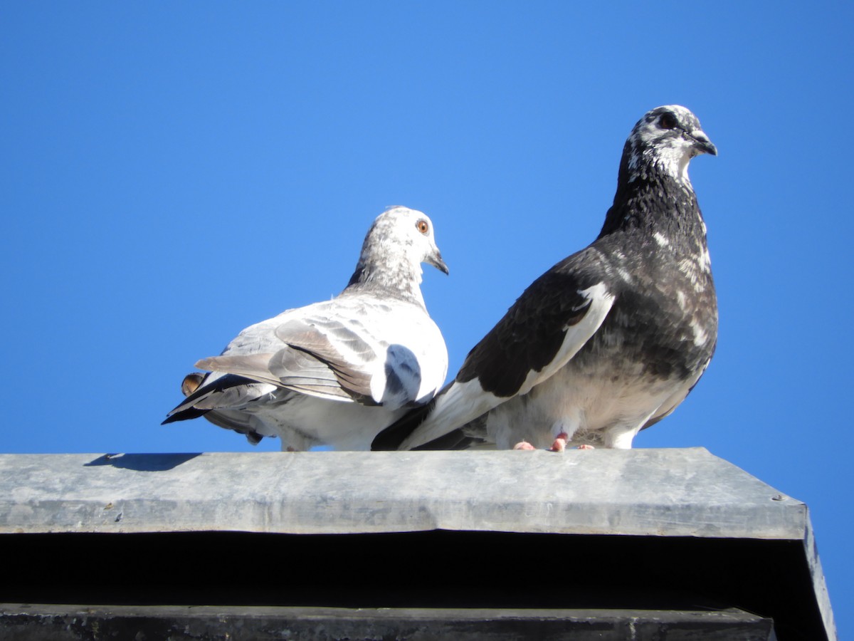 Rock Pigeon (Feral Pigeon) - ML297971961