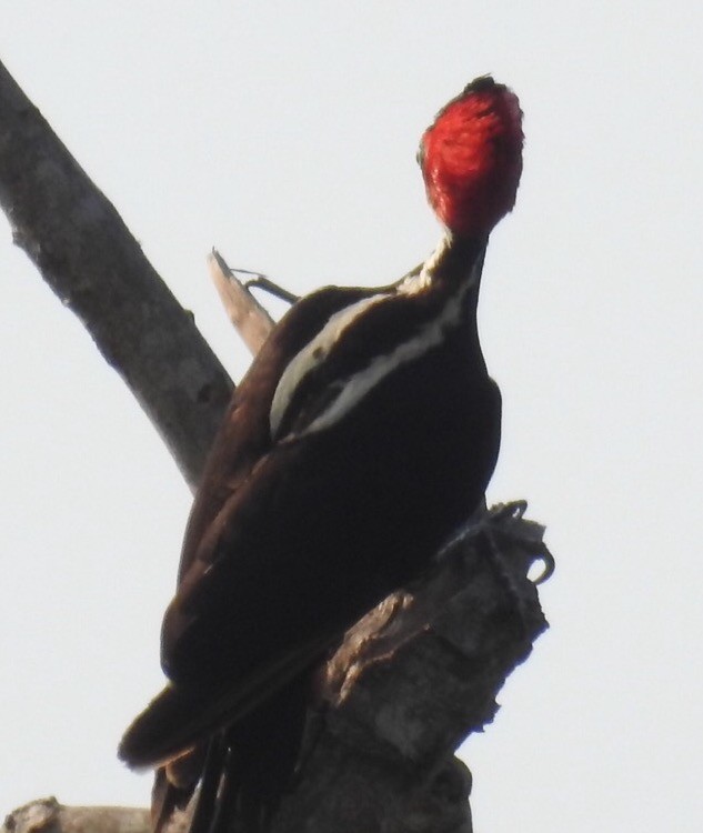 Pale-billed Woodpecker - ML29797201