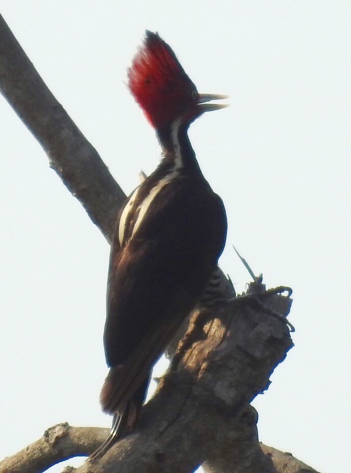 Pale-billed Woodpecker - ML29797211
