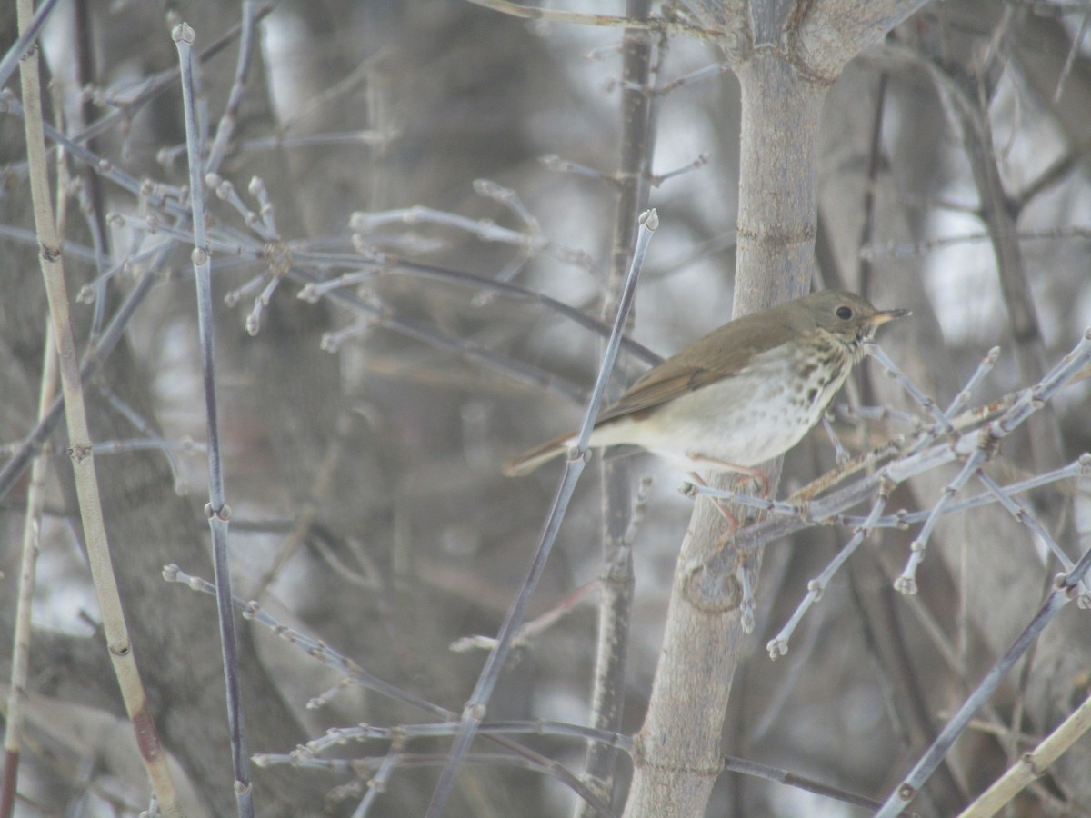 Hermit Thrush - ML297972261