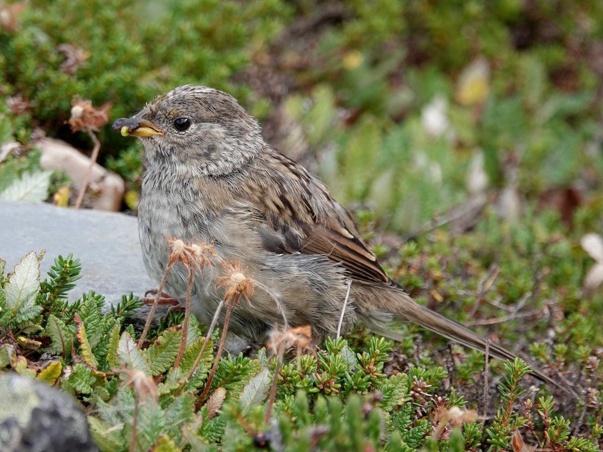 Juvenile