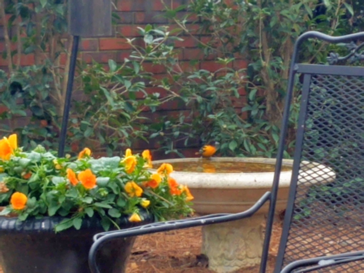 Baltimore Oriole - ML297973481