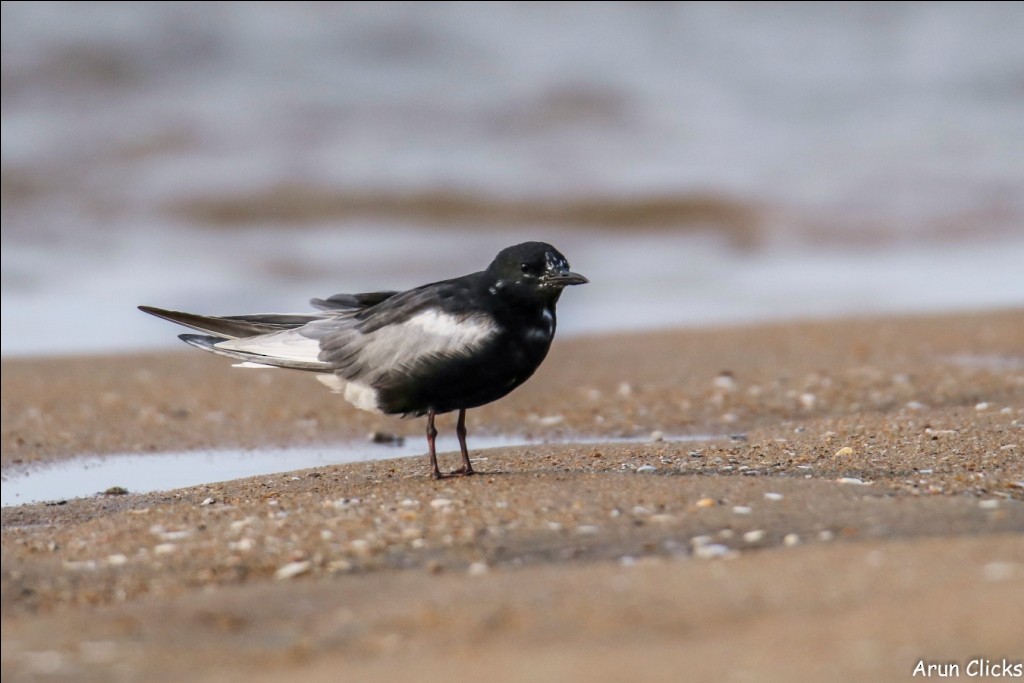 White-winged Tern - arun kumar