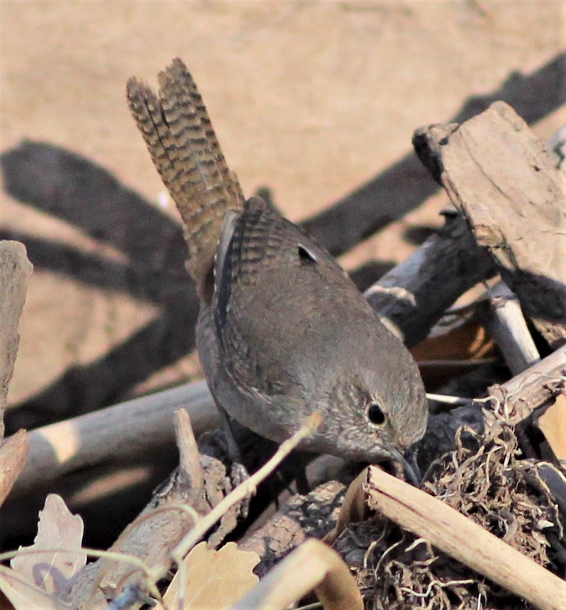 House Wren - Ken Lamberton