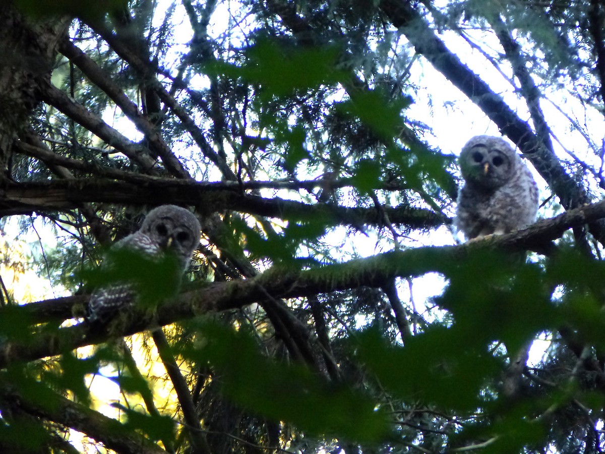 Barred Owl - Aziza Cooper