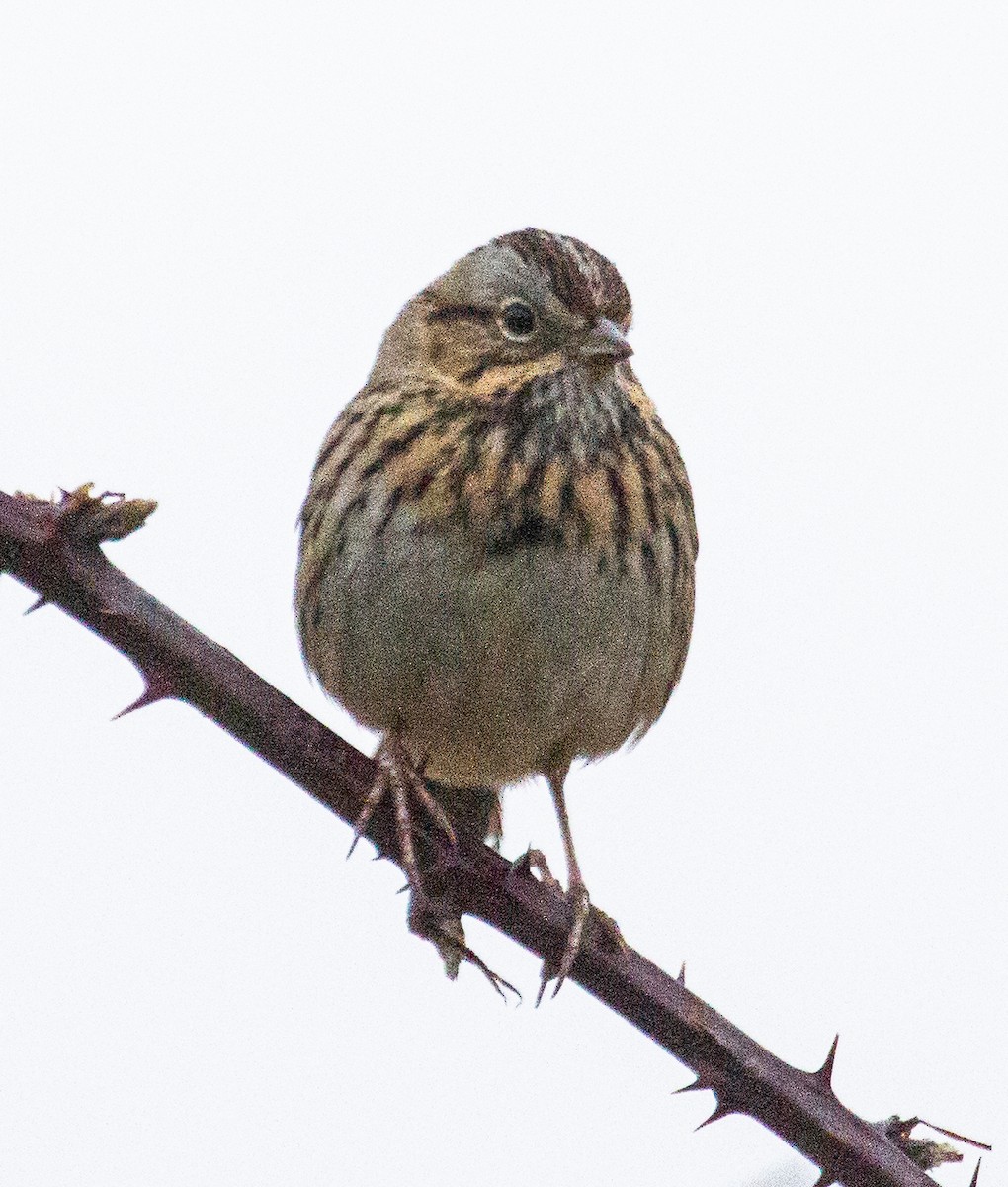 Lincoln's Sparrow - ML297978221