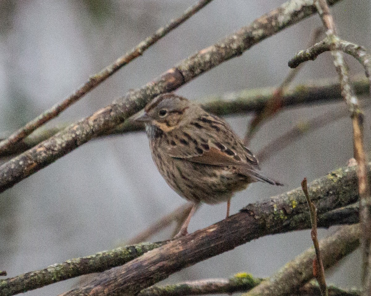 Lincoln's Sparrow - Ken Tweedt