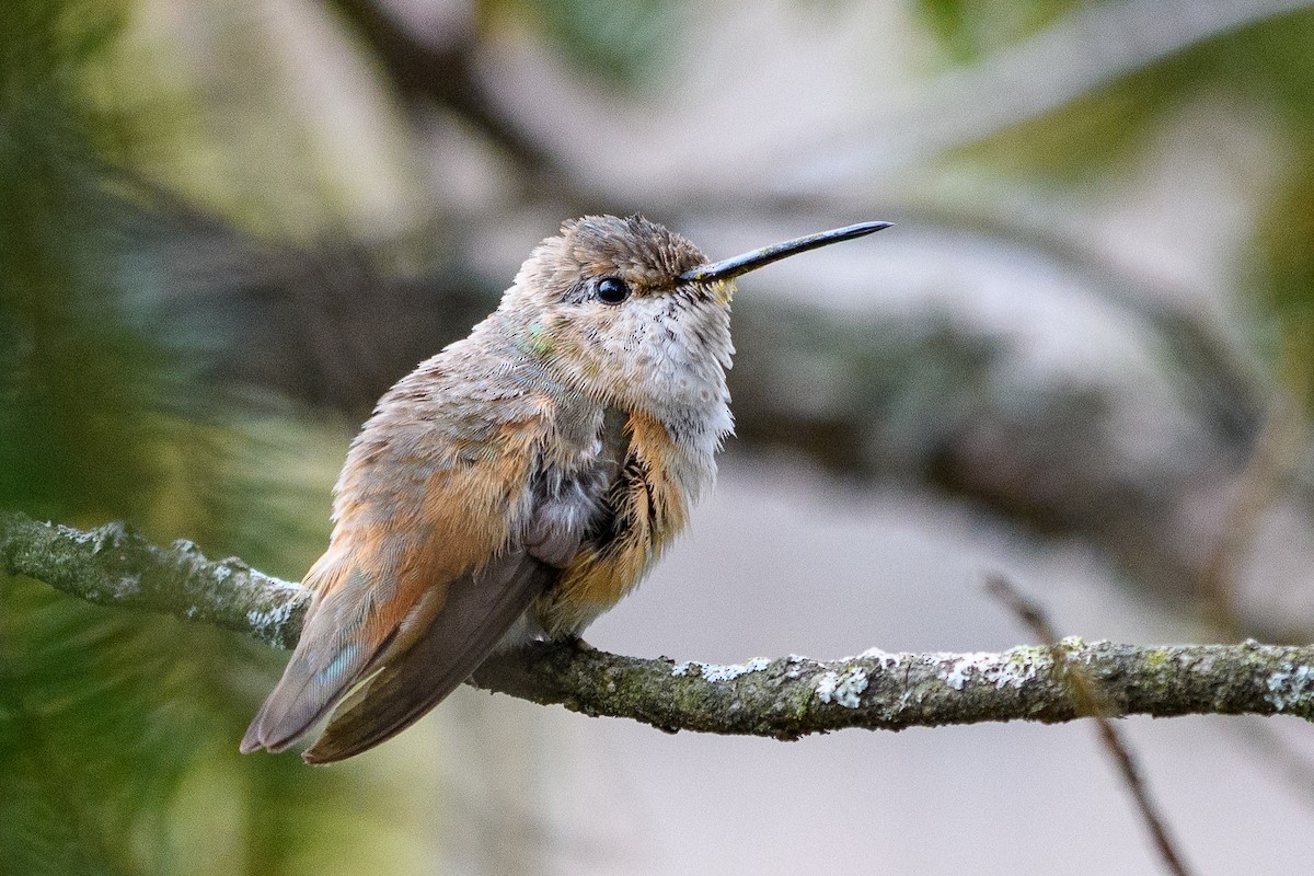 Allen's Hummingbird - Peter DeStefano