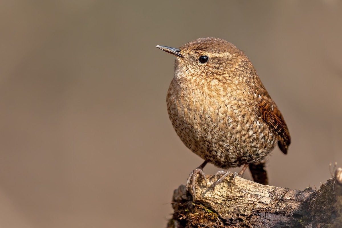 Winter Wren - ML297982561