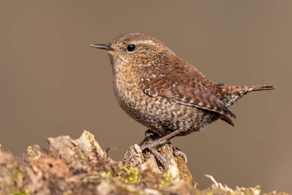 Winter Wren - ML297982601