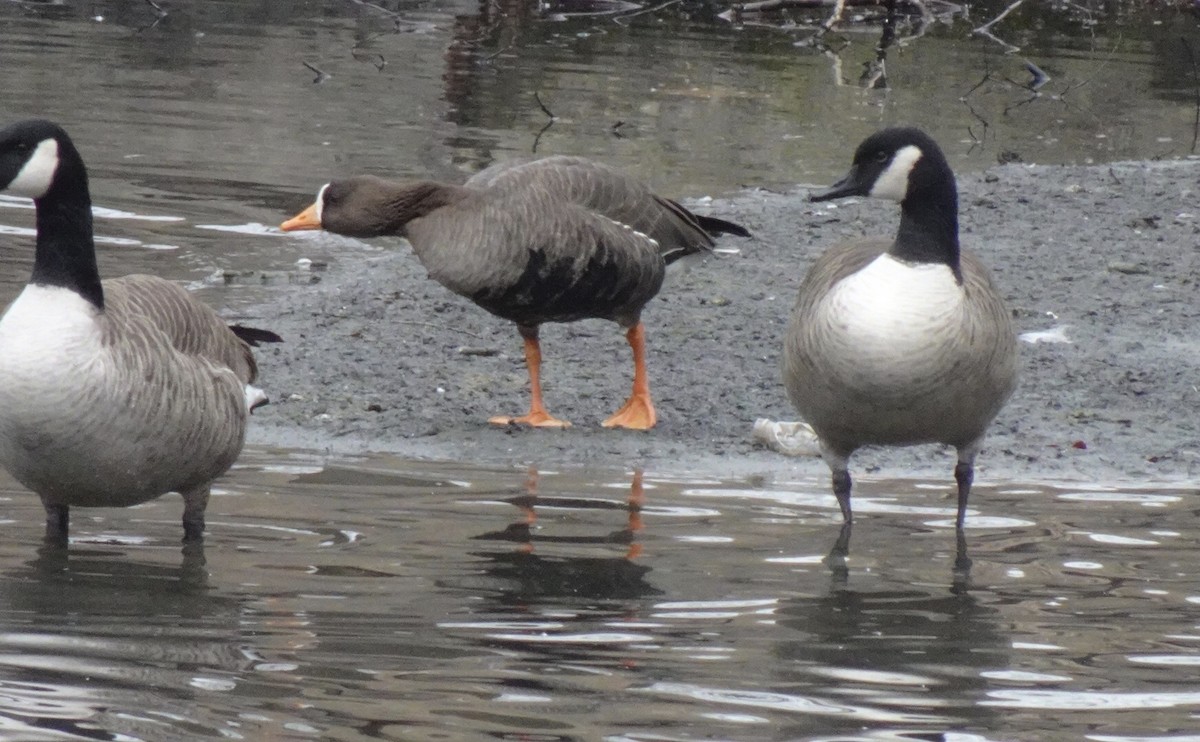 Greater White-fronted Goose - ML297984481