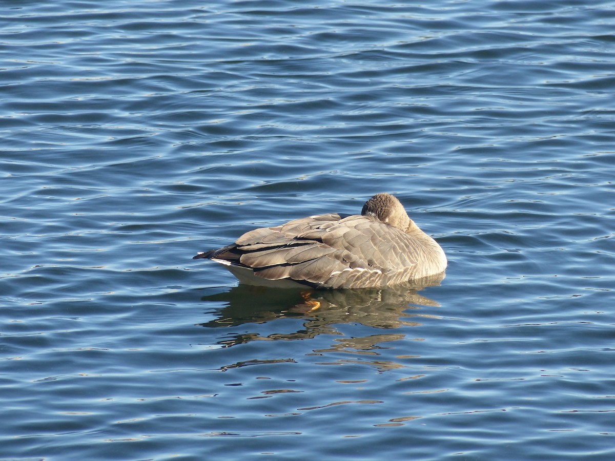 Greater White-fronted Goose - ML297984621