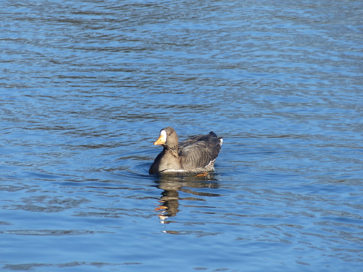 Greater White-fronted Goose - Kai Victor