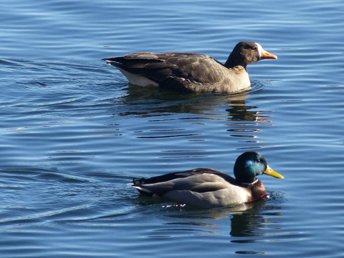 Greater White-fronted Goose - ML297984661