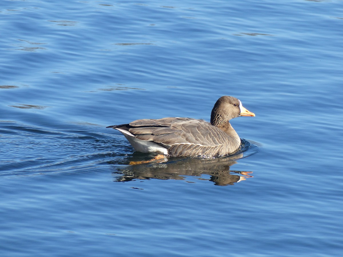 Greater White-fronted Goose - ML297984671