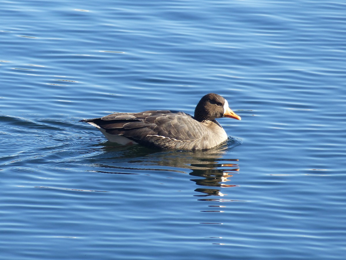 Greater White-fronted Goose - ML297984681