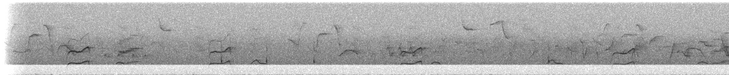 ruststifthale (ochrogaster) - ML297985