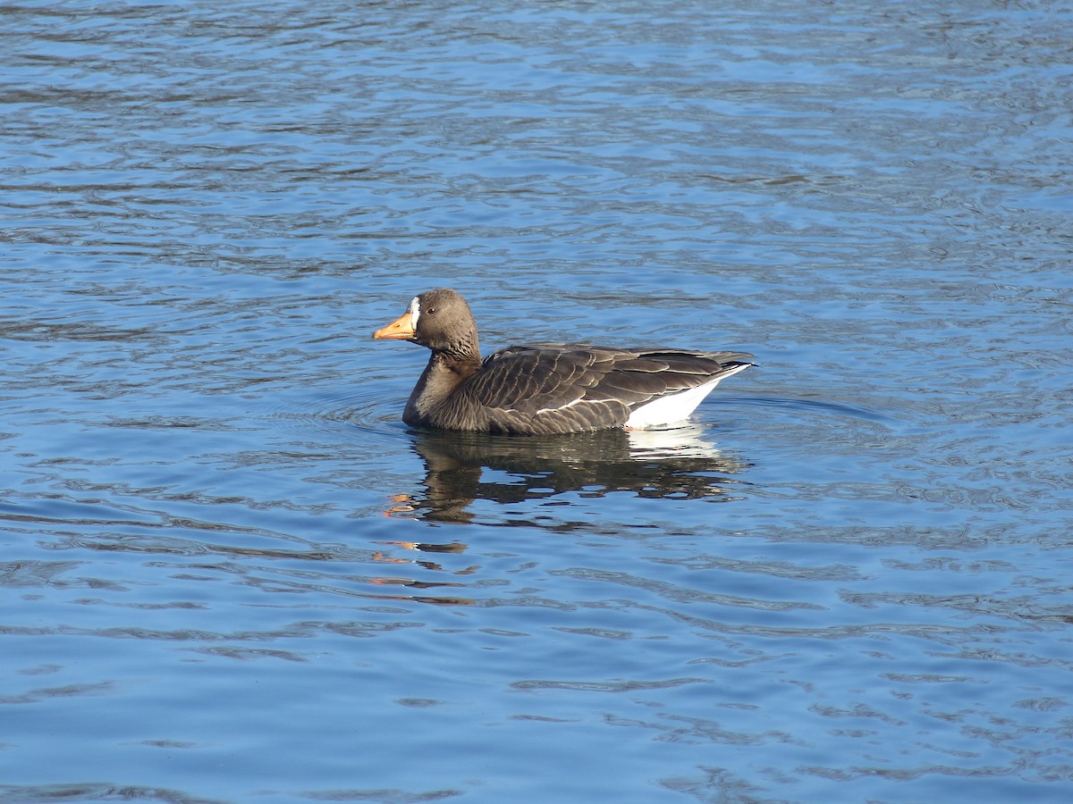 Greater White-fronted Goose - ML297985011