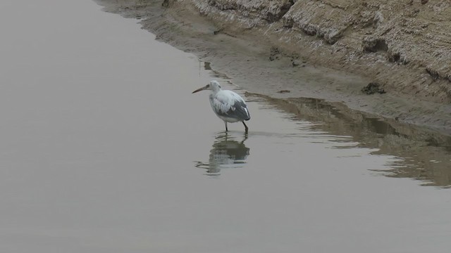 Aigrette à gorge blanche - ML297985191