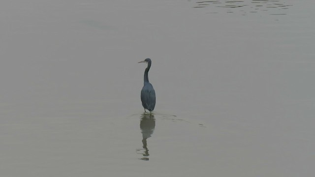 Western Reef-Heron - ML297985281