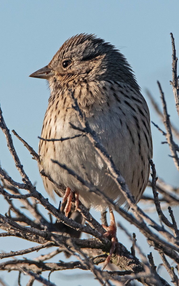 Lincoln's Sparrow - Margaret & Fred Parkes