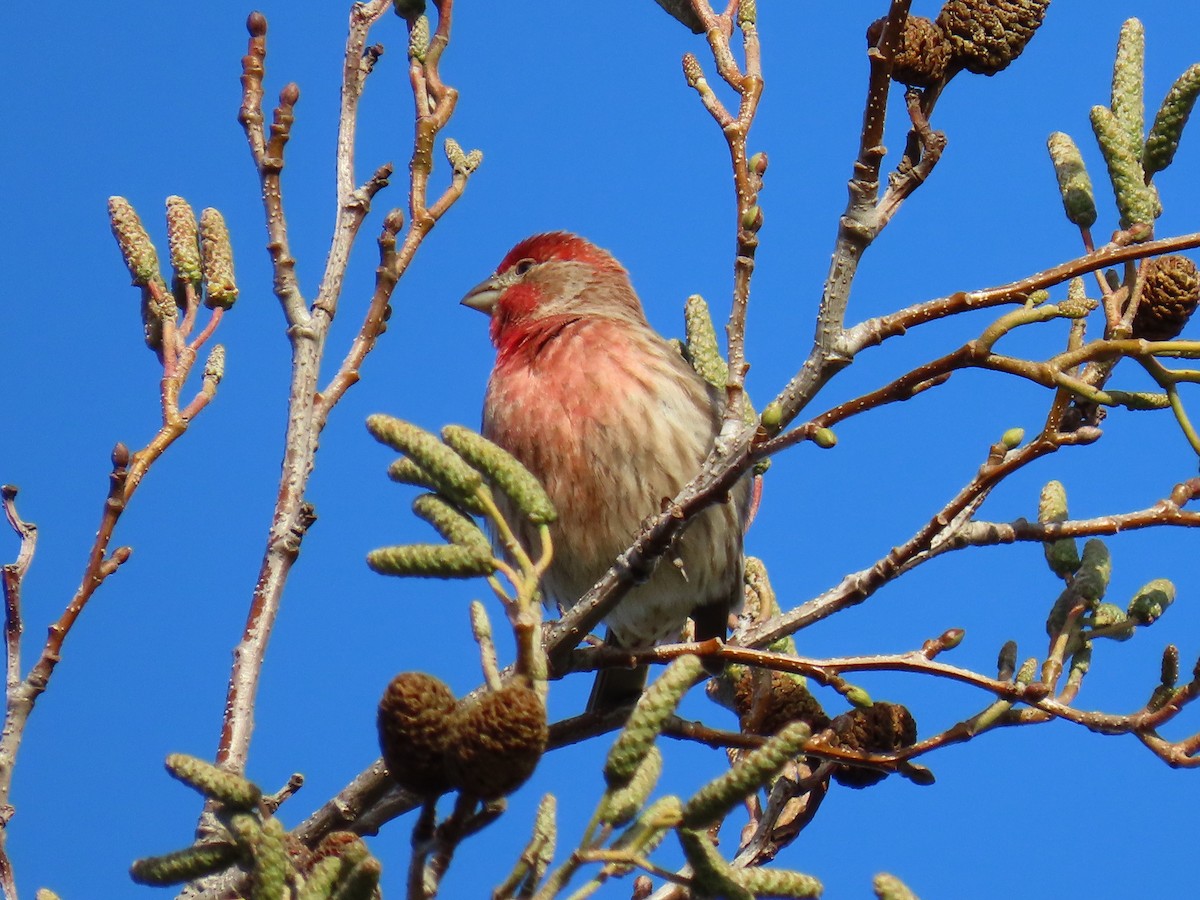 House Finch - ML297988421