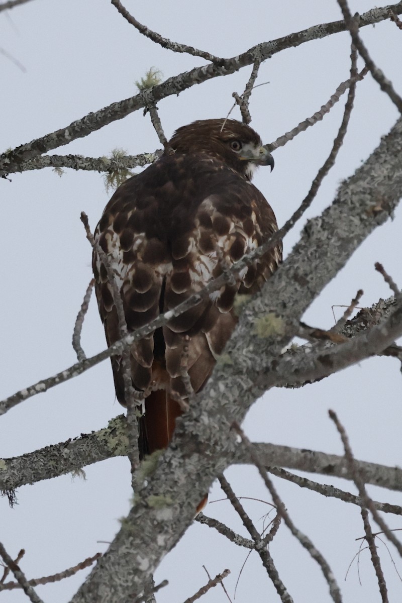 Red-tailed Hawk - Jonathan Albrecht